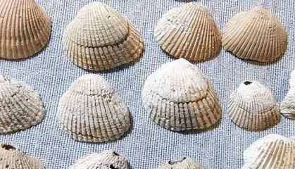 古代用贝壳做货币,为什么穷人不捡贝壳致富?想法太天真了