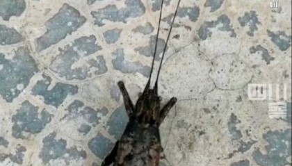 有人家中出现“巨型蟑螂”？网友：房子给它了