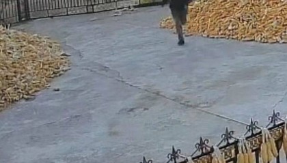 黑龙江一地疑出现老虎进村咬伤村民，家属称左手大概率保不住，当地回应：相关部门已到达现场