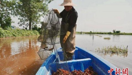 走进南昌千亩小龙虾养殖基地:特色产业打造兴村富民新路子
