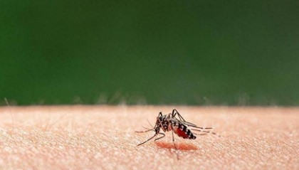 多家药企研发基孔肯雅热检测试剂，专家：不建议自测