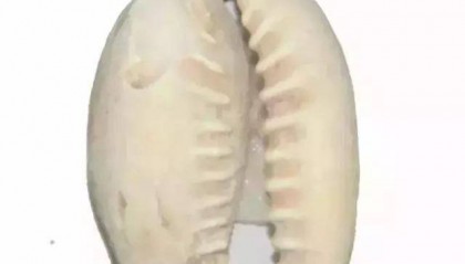 古代货币是贝壳,为什么穷人不去海边偷偷多捡点,从而发家致富?