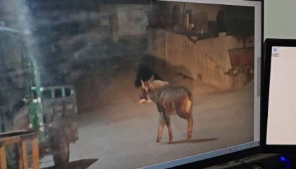 休宁: 村民开车回家，途中惊现“四不像”！专家鉴定，它是...