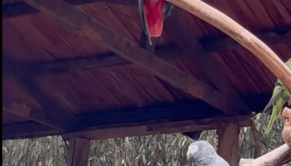 云南野生动物园一只灰鹦鹉说脏话三年未改？园方回应：只能慢慢调整