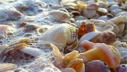 古代贝壳是货币,为何穷人不多捡点一夜暴富?古人:想法太天真