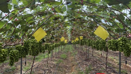 从300元一斤到9.9元“嫌贵” 大凉山“阳光玫瑰”为何身价暴跌?