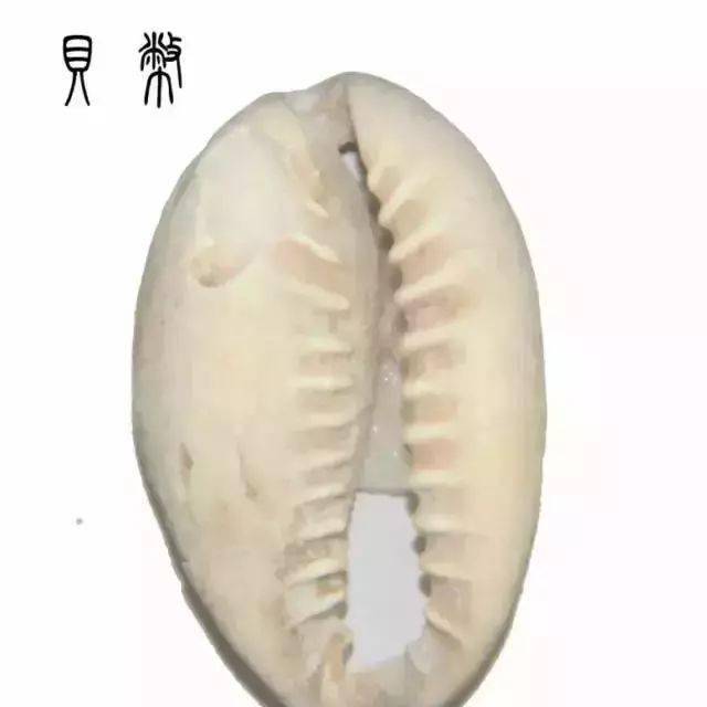 古代货币是贝壳，为什么穷人不去海边偷偷多捡点，从而发家致富？