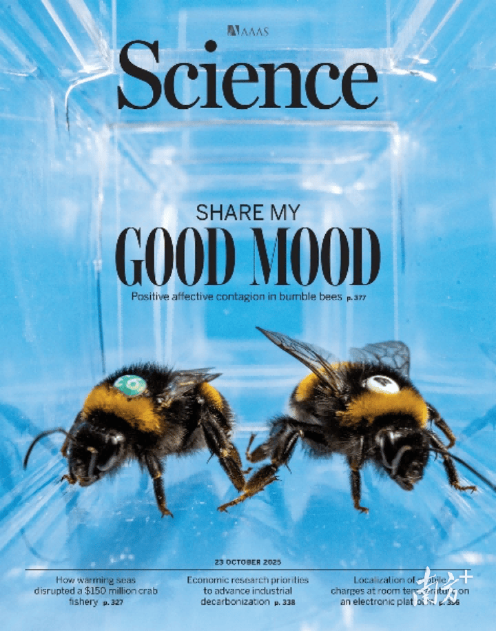 人类如何“读懂”大黄蜂的“感同身受”?