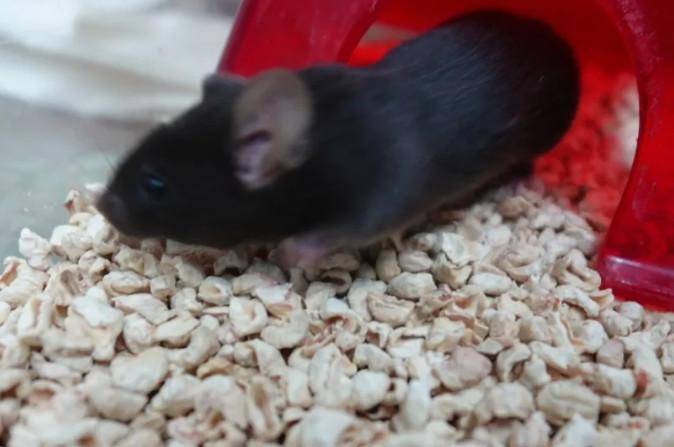 为4只“太空小鼠”取名，网友：从从、容容、游刃、有余……