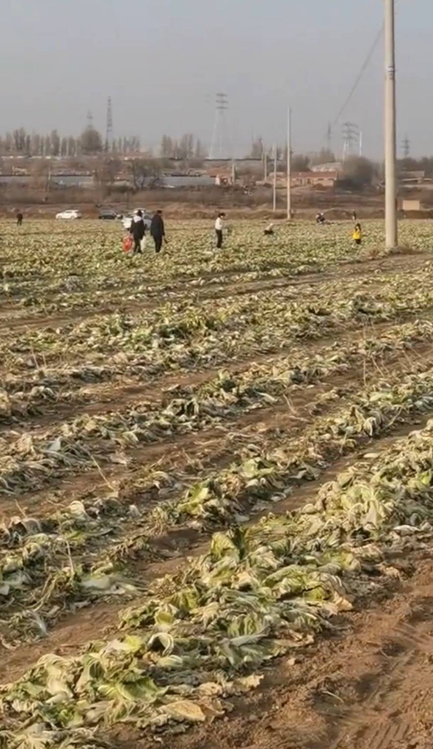 数百人在内蒙古一菜地“免费摘白菜”，菜农损失近百万，知情人发声，律师：违法侵权
