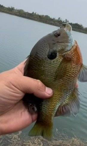 成都多湖钓起“黑耳”怪鱼!专家:是太阳鱼,系入侵物种 勿放生可清蒸或红烧