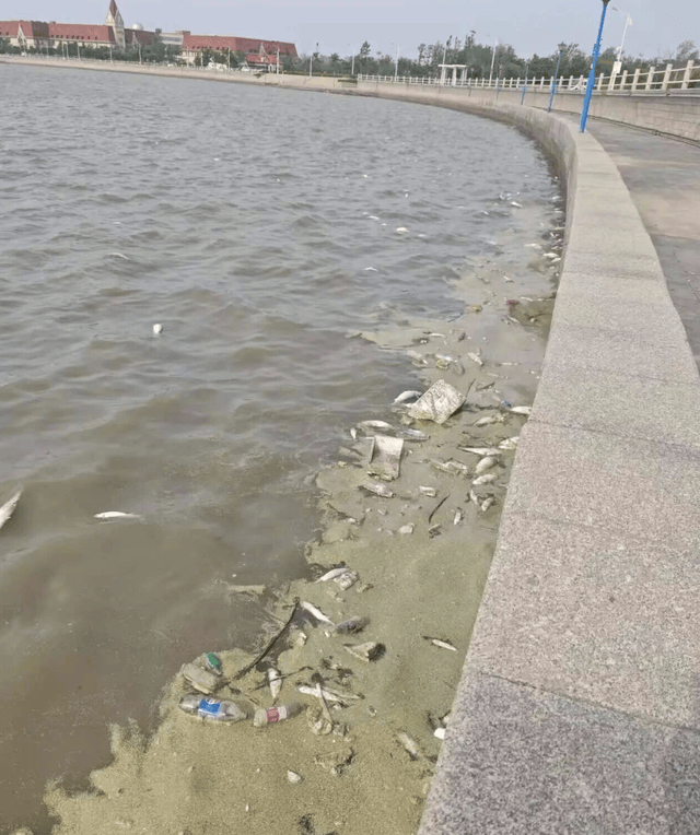 青岛胶州湾岸边现大量死鱼,市民怀疑为蚬蛏养殖户投药所致;当地回应:已收到反映并介入调查