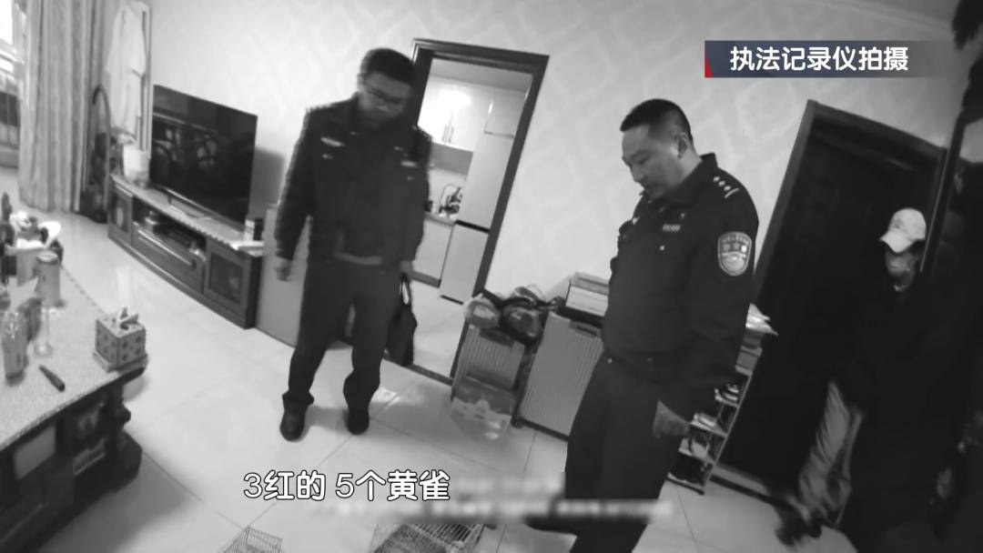 北京三名男子在林中架设大网捕鸟，然后悲剧了！